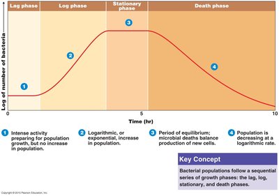 Bacterial growth curve phases