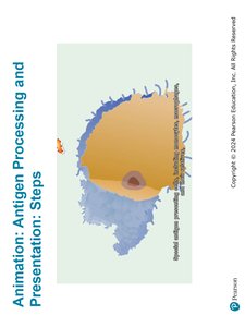 Antigen Processing and Presentation: Steps