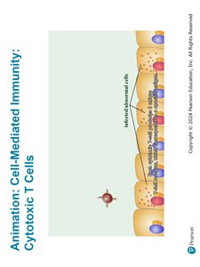 Cell-Mediated Immunity: Cytotoxic T Cells