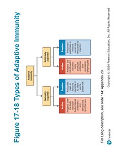 The Dual Nature of the Adaptive Immune System
