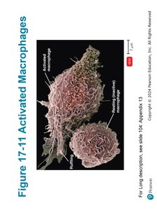 Activated Macrophages