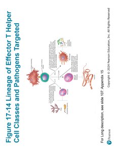Lineage of Effector T Helper Cell Classes and Pathogens Targeted