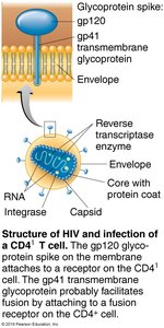 Structure of HIV and infection of a CD4+ T cell