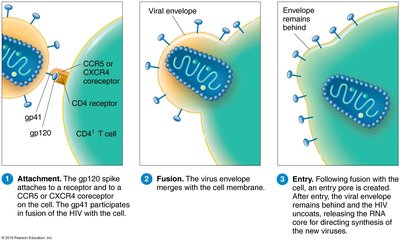 HIV entry into a CD4+ T cell
