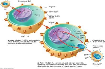 HIV replication: latent and active infection