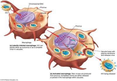 HIV infection in macrophages: latent and active