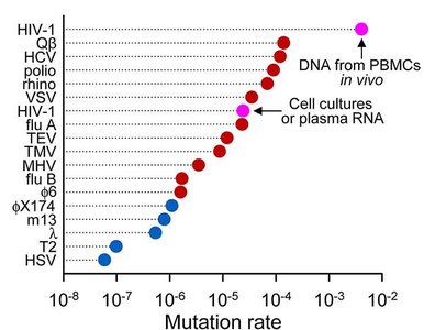 Graph of mutation rates for various viruses, showing high rate for HIV