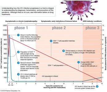 Graph showing the progression of HIV infection through three phases