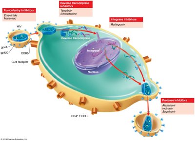 Diagram of HIV life cycle and drug targets