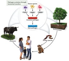 Diagram of pathogen evolution through horizontal gene transfer, showing zoonoses, shelter species, and environment as sources