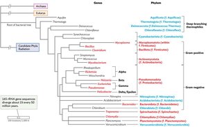 Phylogenetic tree showing evolutionary relationships among bacterial phyla