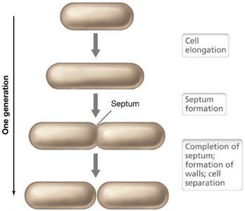 Binary fission in a rod-shaped bacterium