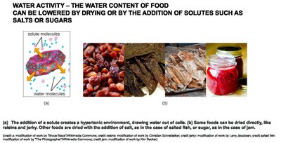 Water activity and food preservation by drying or adding solutes