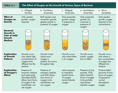 Effect of oxygen on growth patterns in tubes