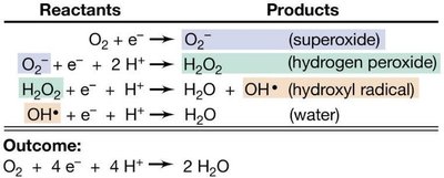 Stepwise reduction of oxygen and formation of toxic intermediates