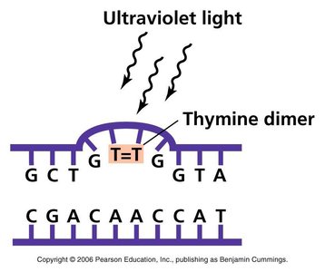 UV-induced thymine dimer formation in DNA