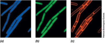 Fluorescent micrographs showing septum formation in Bacillus subtilis