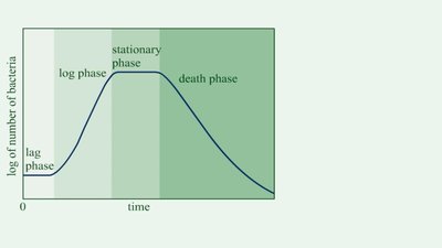 Bacterial growth curve showing lag, log, stationary, and death phases