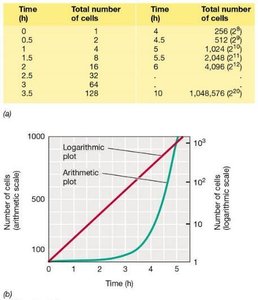 Table and graph showing exponential growth of a microbial population