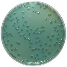 Bile salts agar plate