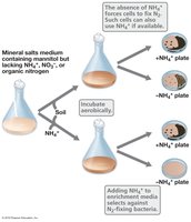 Enrichment of N2-fixing bacteria