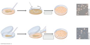 Spread and pour plate methods