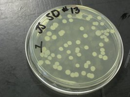 Serial dilution diagram