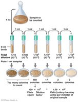 Spread plate with colonies