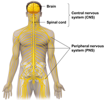 Diagram of the human nervous system, showing brain, spinal cord, and peripheral nerves
