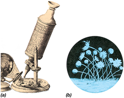 Drawing of Robert Hooke's microscope and fungi
