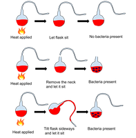 Diagram of Pasteur's Swan Neck Flask Experiment