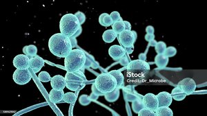 Microscopic image of fungal cells
