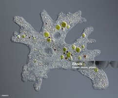 Microscopic image of a protozoan (amoeba)