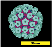 Diagram of a virus structure with scale bar