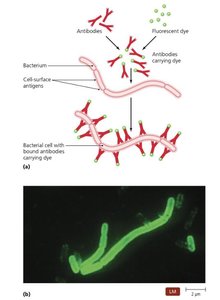 Immunofluorescence microscopy: antibody binding and visualization