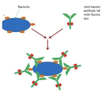 Immunofluorescence microscopy for Lyme disease