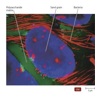 Confocal microscopy image of microbial community
