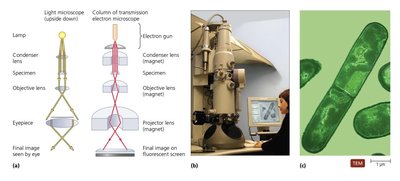 TEM and SEM comparison