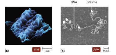 Comparison of types of microscopes: phase contrast and DIC