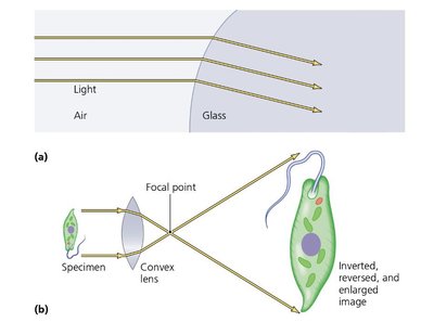 Light refraction and image magnification by a convex lens
