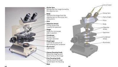 Parts of a bright-field compound light microscope