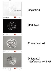 Four kinds of light microscopy: bright field, dark field, phase contrast, DIC