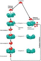 Feedback inhibition
