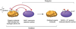 Biological oxidation