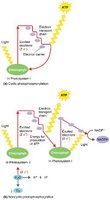 Photophosphorylation