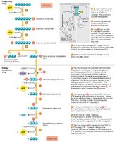 Outline of glycolysis reactions