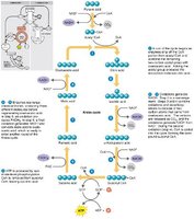 Krebs cycle
