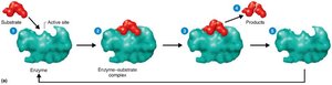 Mechanism of enzymatic action