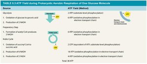 ATP yield during prokaryotic aerobic respiration