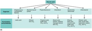 Fermentation pathways